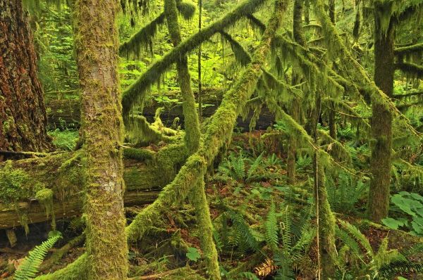 Canada, BC ,Mossy trees in Cathedral Grove